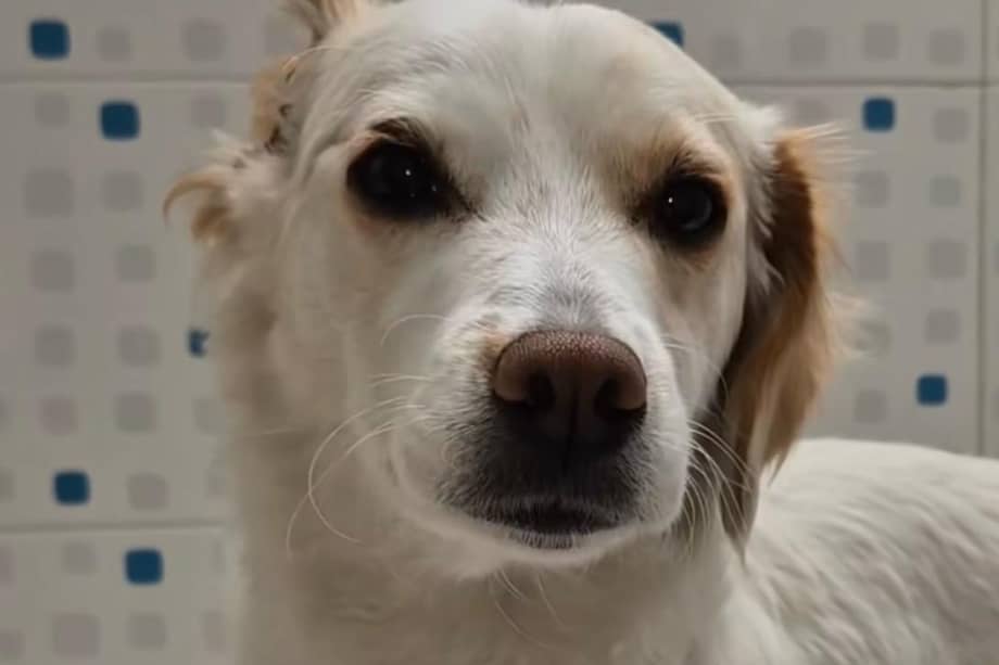 Perlita pasó de paciente a familia al ser adoptada por la veterinaria que sanó sus heridas.