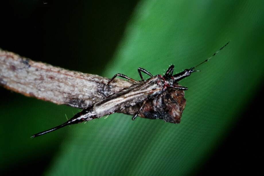 El primer artículo escrito en Colombia sobre trips se remonta a 1992. / Fotos: Atlas of Living Australia