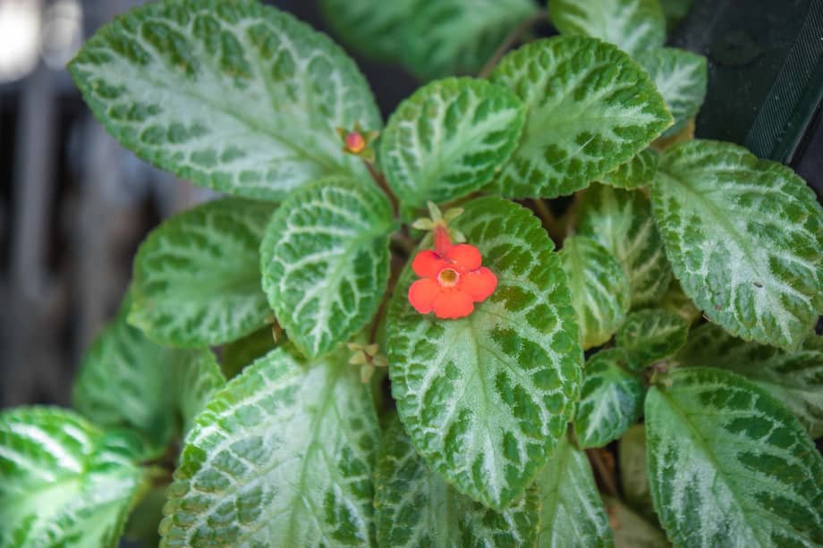 Episcia