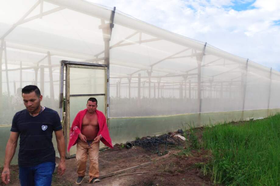 Solo algunos excombatientes pueden entrar al invernadero, para protección de los cultivos. / Cortesía.