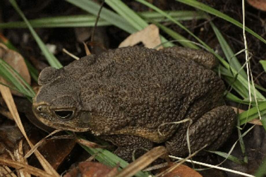 257 reptiles, 12 aves y 1 anfibio tardaron varios meses en superar los respectivos procesos de recuperación y rehabilitación para volver a su hábitat natural. / Pixabay