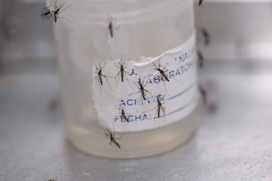 AME3209. CALI (COLOMBIA), 04/05/2024.- Fotografía de mosquitos aedes aeypti en el Laboratorio Departamental de Salud Pública del Valle del Cauca, el 30 de abril de 2024, en Cali (Colombia). En la ciudad colombiana de Cali, en el suroeste del país, hay un particular "ejército" de peces guppy que ha sido clave para luchar la constante batalla contra el dengue, la enfermedad viral que se transmite a través del mosquito aedes aegypti y que ya ha cobrado miles de vidas humanas en Latinoamérica. EFE/ Ernesto Guzmán