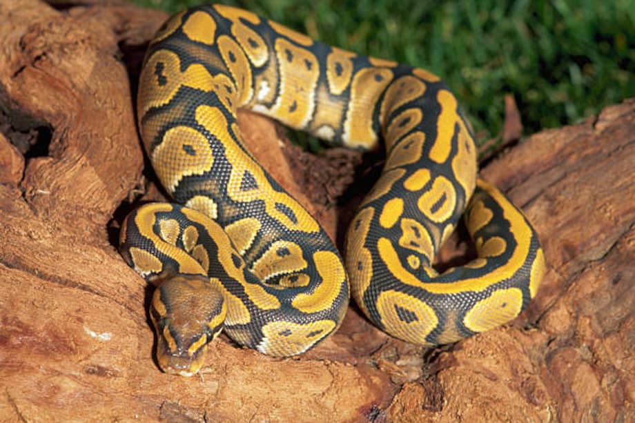 Las pitones reales jóvenes resultaron ser mucho más sociables de lo que se pensaba. /Getty