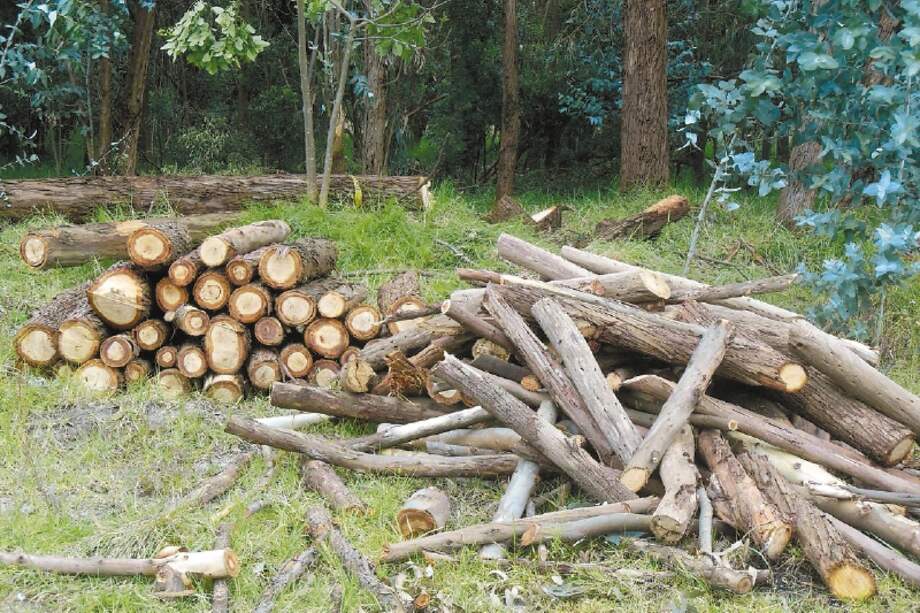 Parte de la tala de los 350 árboles. / José Torres