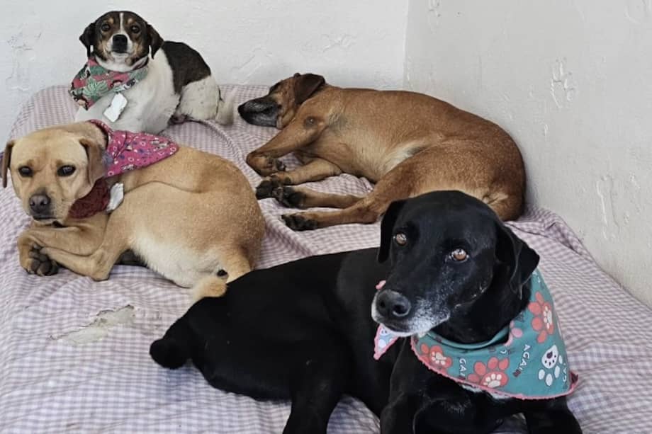 Los 222 perros rescatados por la Fundación Hablemos por Ellos esperan cerrar el año con una cena especial.