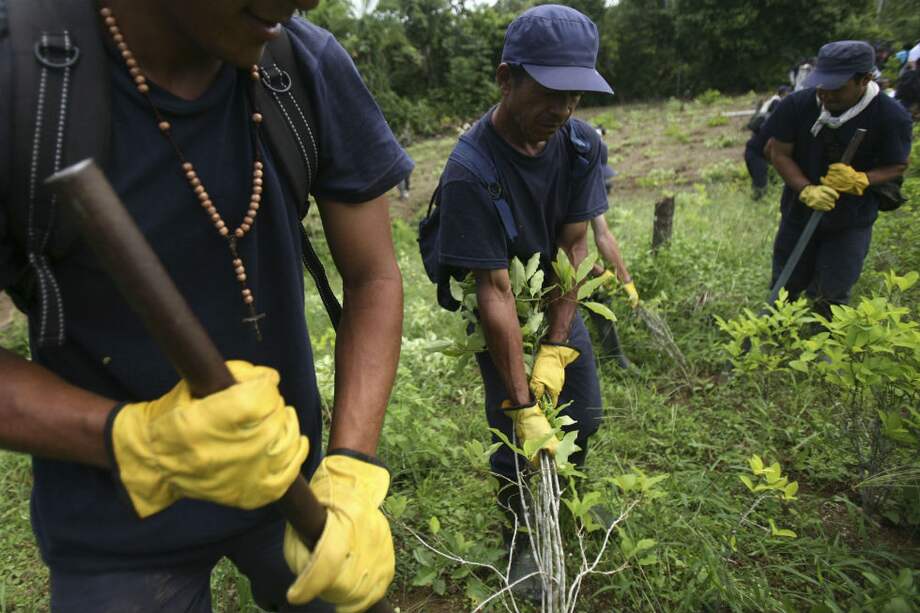 Según el Observatorio de Drogas de Naciones Unidas, las hectáreas de cultivos de coca sembradas en el país vienen en aumento. / Reuters