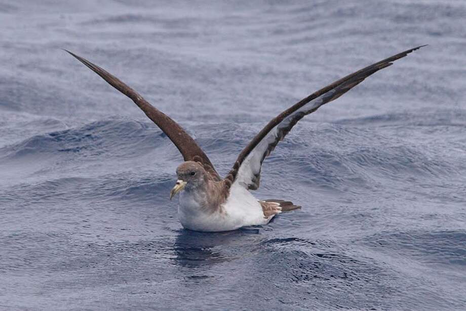 En peligro de extinción 1.355 aves