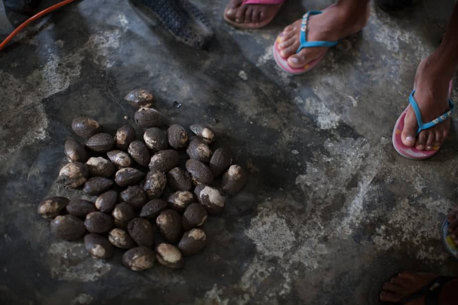 Las pianguas no podían medir menos de 5cms. Foto: Federico Rios