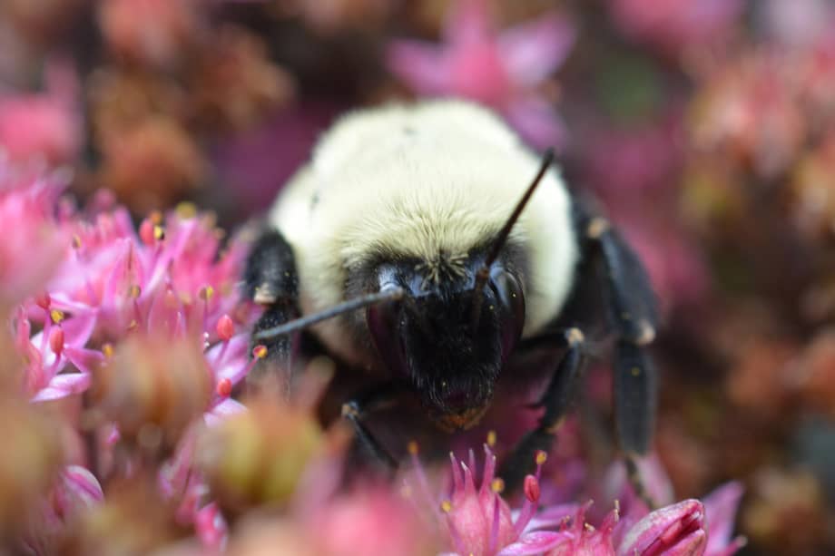 Durante el invierno, las reinas de los abejorros permanecen enterradas en diapausa, en un estado similar a la hibernación, como si estuvieran hibernando. Crédito de la foto: Lucas Borg-Darveau