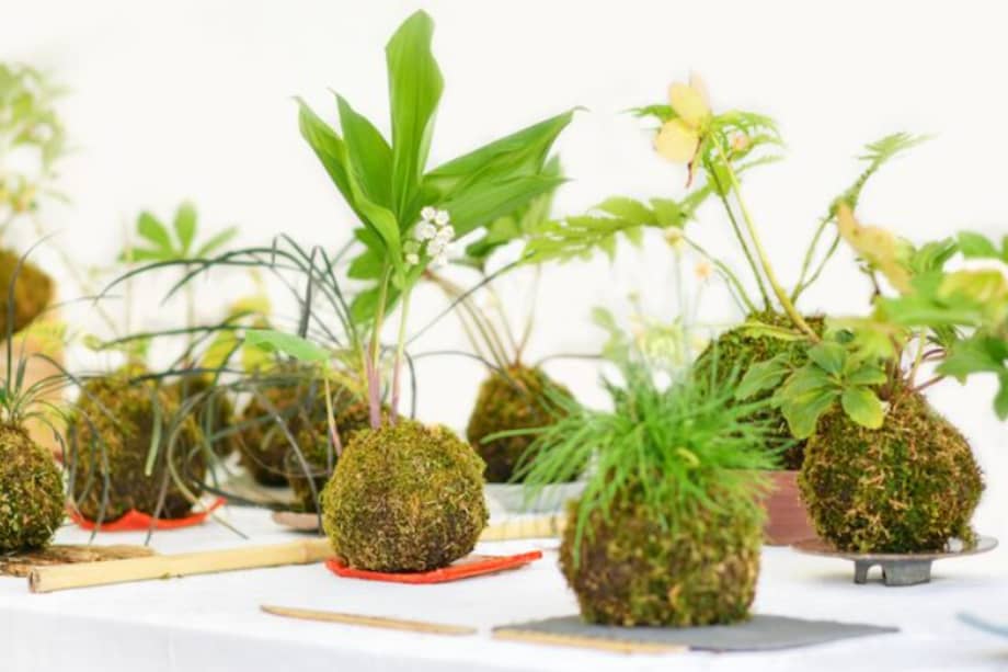 La kokedama es una técnica japonesa popular.