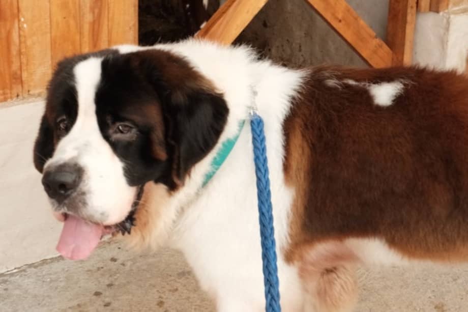 El San Bernardo dejó atrás el nombre de Ángel y ahora se llama Bosco, como parte de su nuevo comienzo.