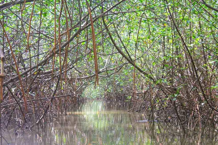 En medio de los manglares del Pacífico colombiano habita la pingua, un molusco cuya pesca representa el mayor sustento económico de Tumaco. / Andrés Ángulo
