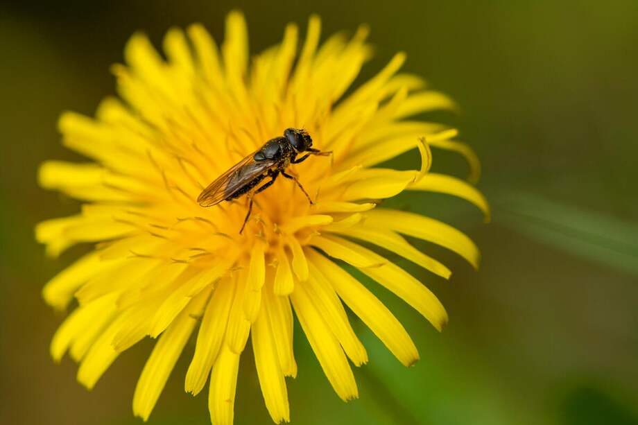 La biodiversidad es uno de los pilares de la vida en la tierra. Sin embargo, esta está disminuyendo de forma alarmante con un promedio global de 68% cada año.