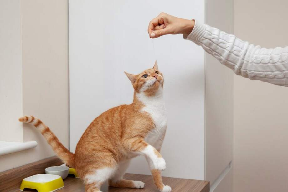 Los gatos son una de las mascotas más comunes y queridas de las familias colombianas.