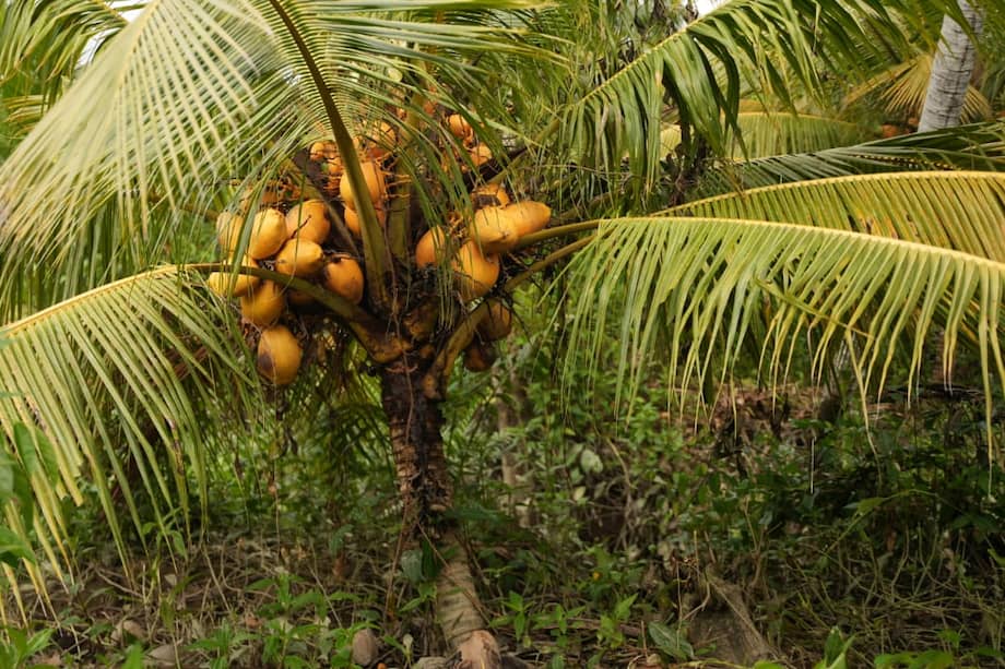 El proyecto estará focalizado en 6.780 hectáreas del litoral Pacífico.