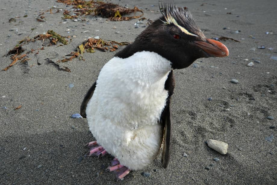El pingüino de Fiordland o tawaki ("Eudyptes pachyrhynchus"), es el único con cresta que se reproduce en el continente de Nueva Zelanda. / Jose Luis Hidalgo R - Flickr