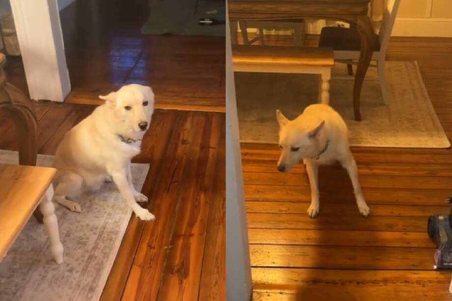 El video del perro acumula más de 35 millones de reproducciones en TikTok.