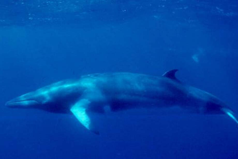 Ballena Minke. / Wikipedia