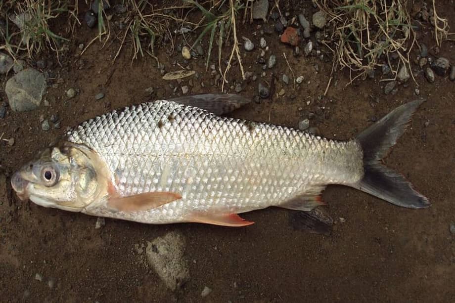 Prochilodus magdalenae, o bocachico, que vive en ciénagas y ríos. El estudio de la U Nacional se adelanta desde 2004. / Zuluaga-Gómez A. /Wikimedia Commons.