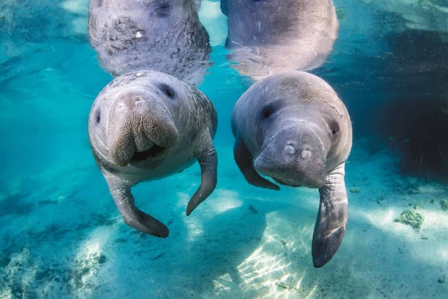 Guía de viaje: ¿Qué hacer en Crystal River, Florida?