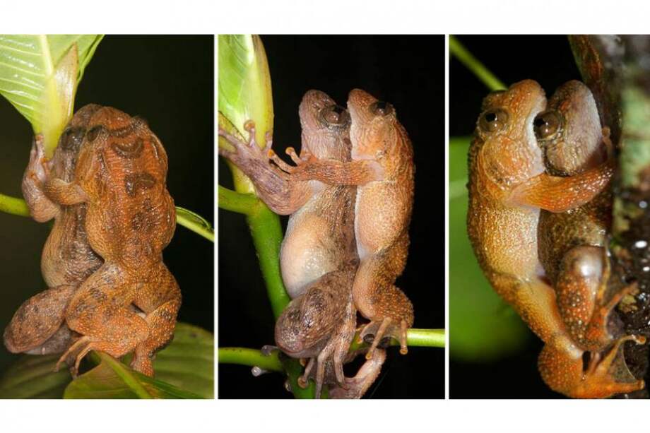 Tomada del diario El País