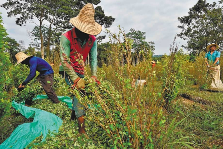 Los campesinos del Catatumbo llevan décadas pidiendo presencia integral del Estado para evitar que, por ejemplo, cultivos ilegales como la coca se extiendan y afecten la seguridad de la región, sumando migrantes venezolanos a los factores de violencia.