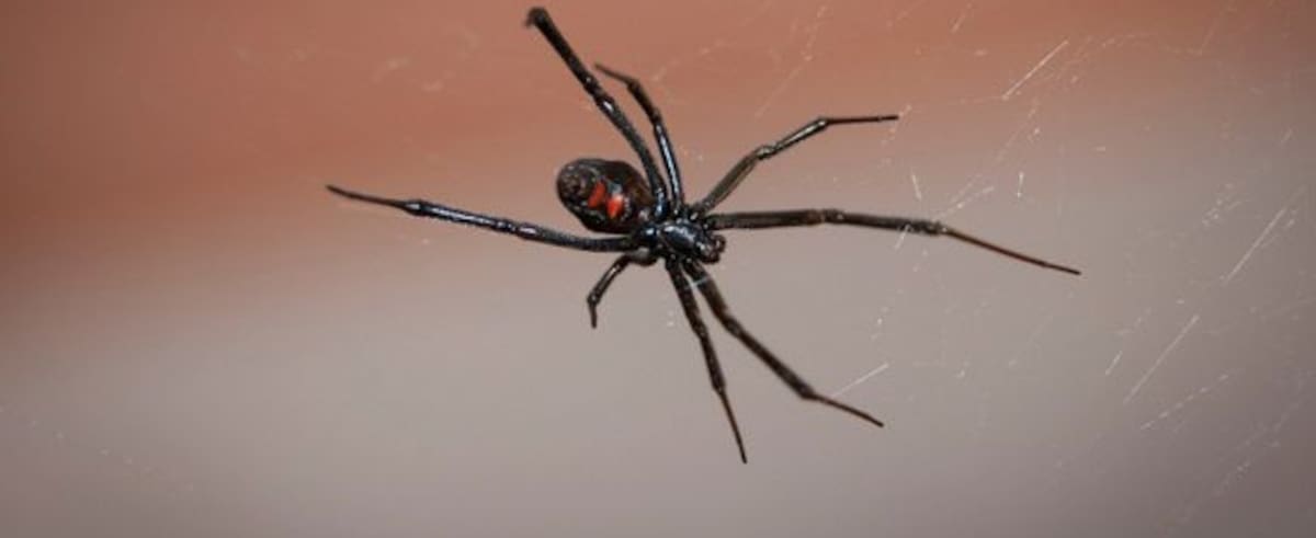 Las arañas con cara de ogro usan sus telarañas como armas para atrapar insectos. *imagen de referencia.