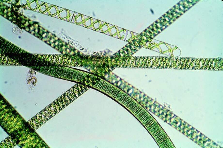 Filamentos de la espirulina, microalga que protagoniza el experimento, bajo el microscopio. / Elser.m/Wikimedia Commons