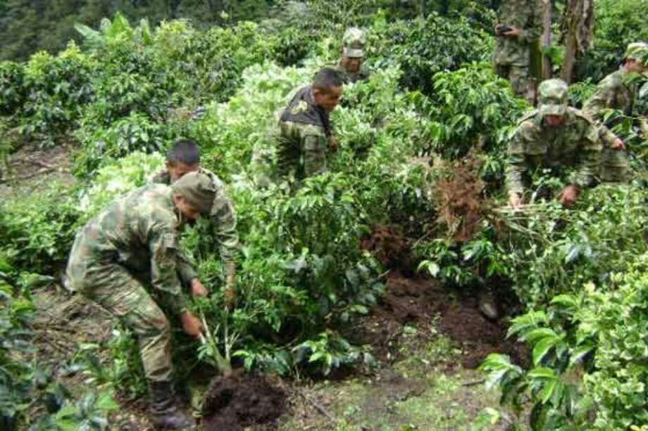Destruyen 215.000 matas de coca avaluadas en $300 millones