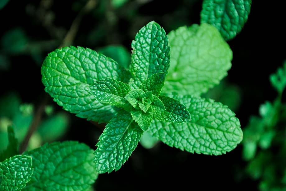 Menta