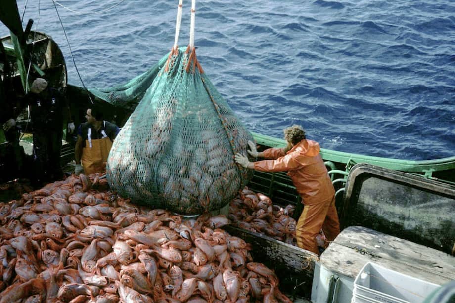 Sobrepesca, degradación y pérdida de biodiversidad, así como aumento en las emisiones de CO2, son algunos de los efectos dañinos de estos subsidios.