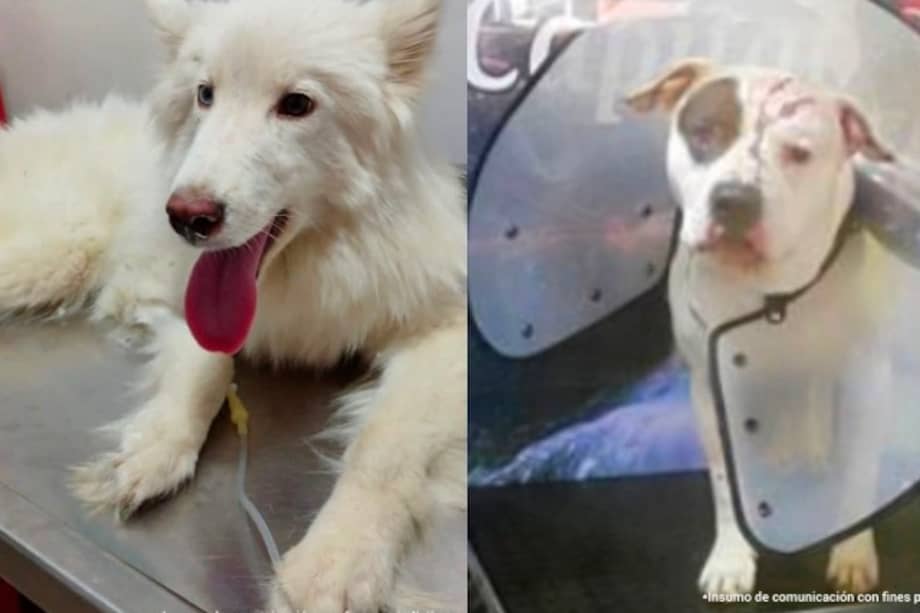 Animales afectados en casos de maltrato animal ocurridos en Bogotá, Cundinamarca y Caquetá.