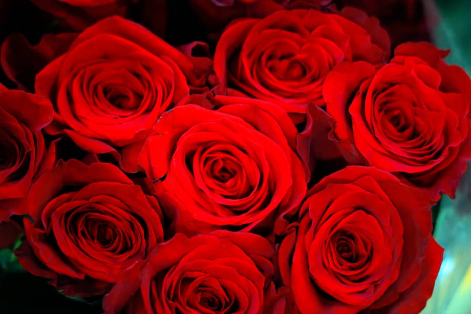 Según la leyenda, de la sangre del dragón vencido por Sant Jordi brotó un rosal de flores rojas.