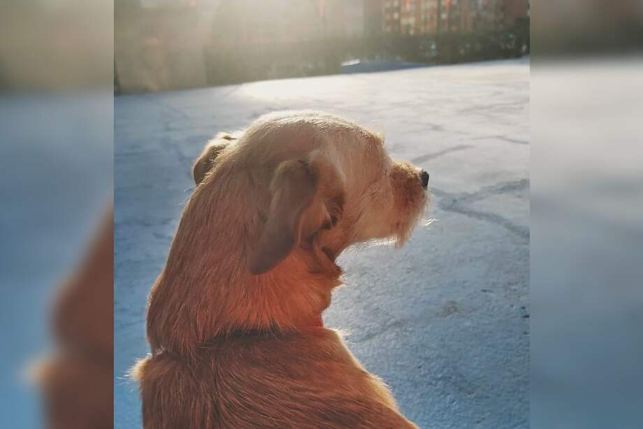 La iniciativa cataloga a los animales como sujetos de derecho, estableciendo que deben vivir en condiciones apropiadas; no sufrir de hambre ni sed; no ser sometidos a malestar físico, dolor, malos tratos, ni actos crueles, entre otras.