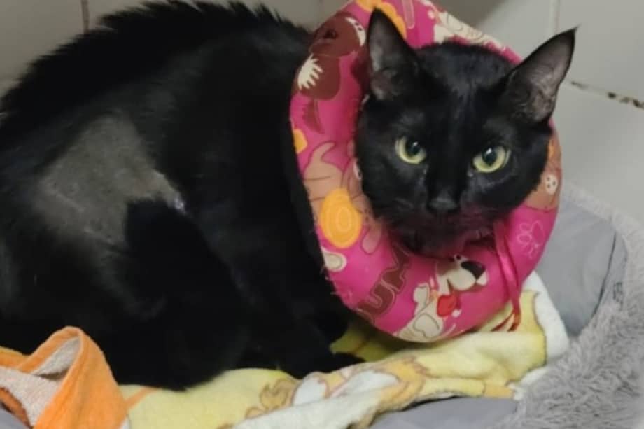 Tras regresar al refugio, la gata permanece bajo el cuidado de la Fundación Doggy In Home mientras espera una nueva familia.