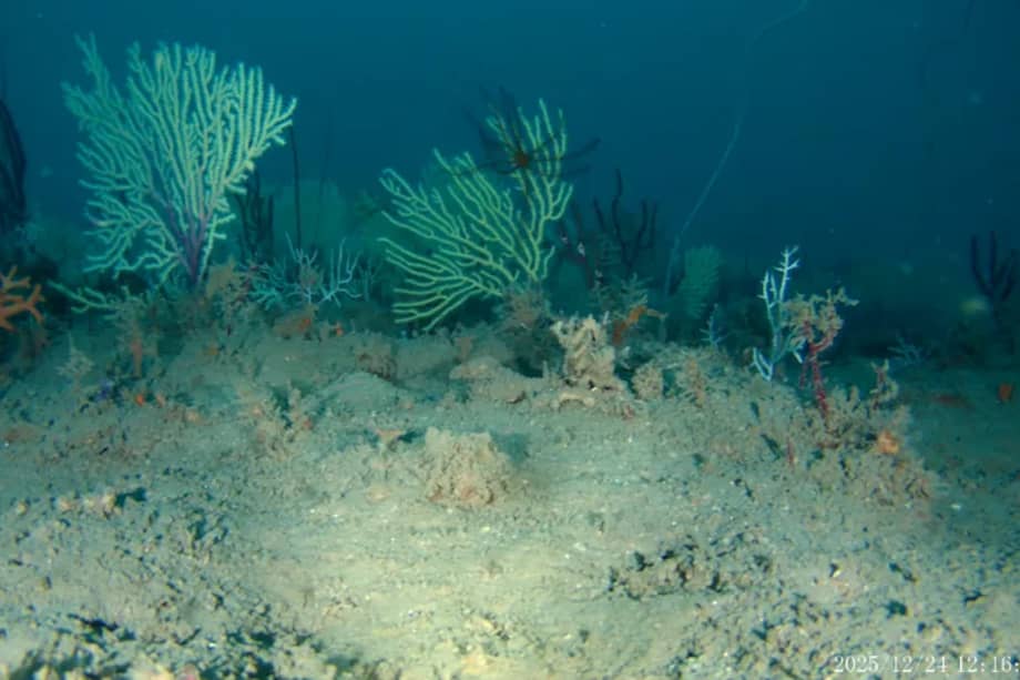 Según observaron los investigadores, el arrecife cuenta con ocho tipos diferentes de coral y varias especies de peces.