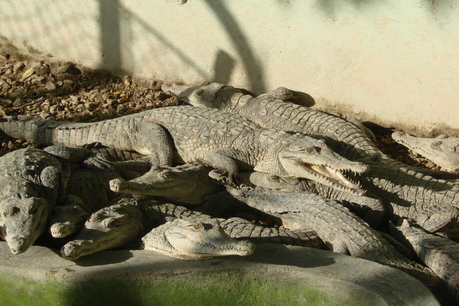 Se desconoce el paradero de los animales. / Imagen de referencia- Monica Morales - Instituto Humboldt