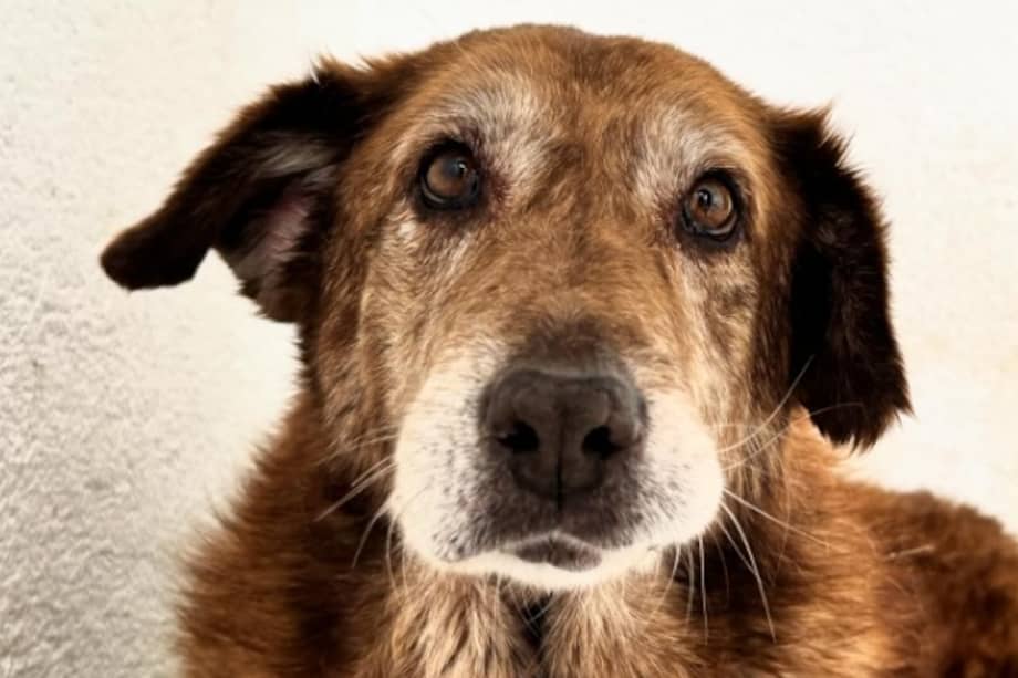 Paquita no puede caminar y requiere el uso permanente de pañal. La fundación que cuida de ella requiere apoyo.