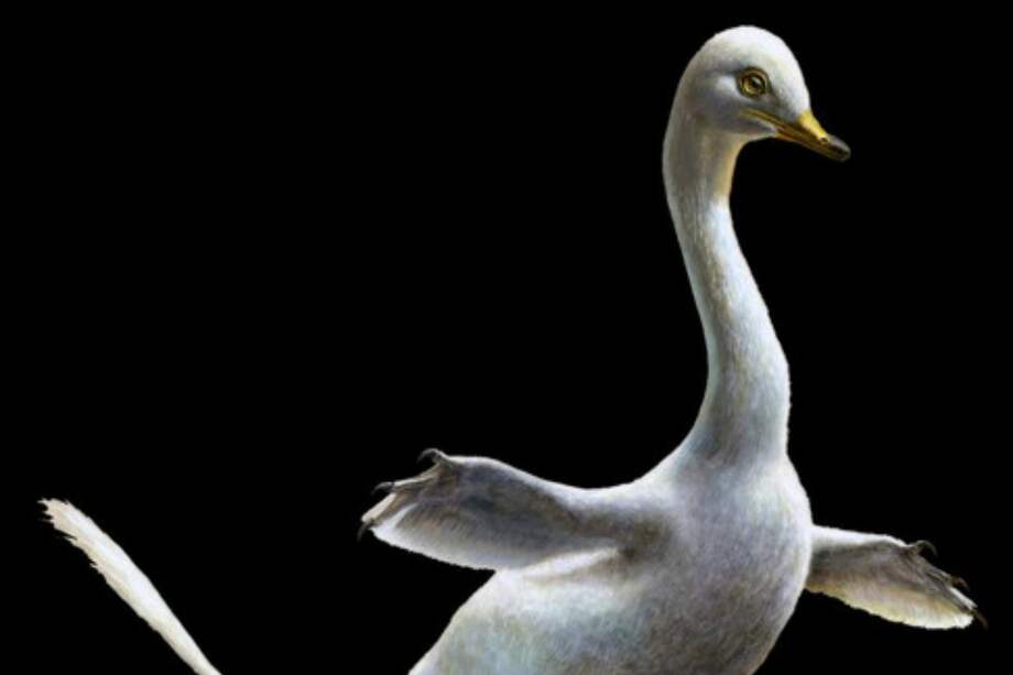 Reconstrucción del 'Halszkaraptor escuilliei'. / Tomado de "Nature"