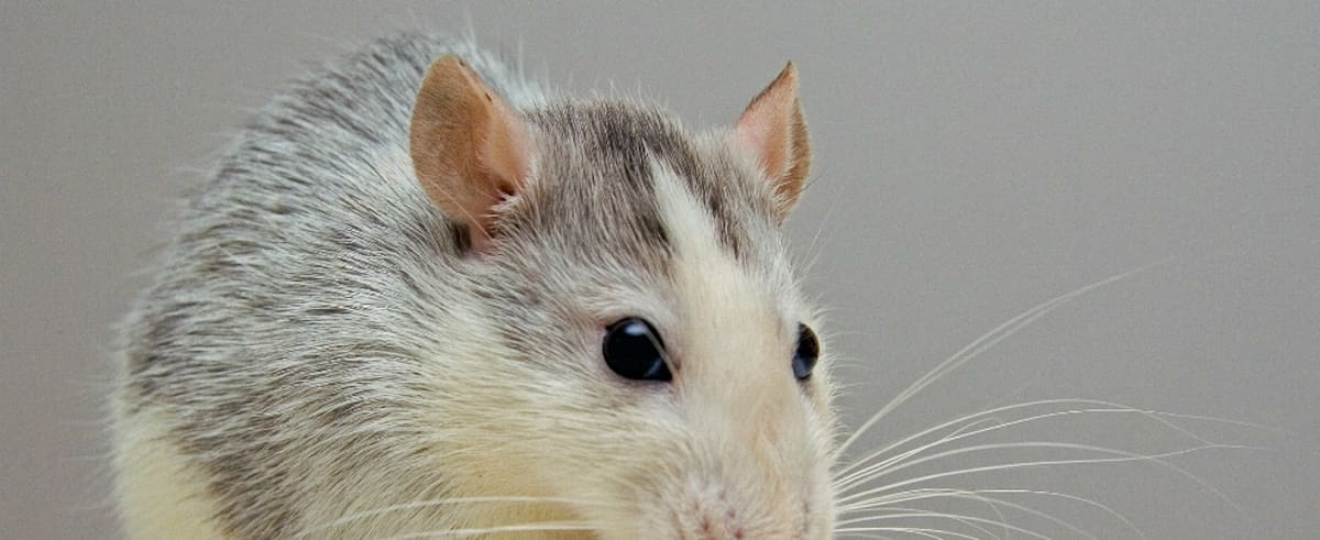 Horóscopo chino 2020: el año de la rata