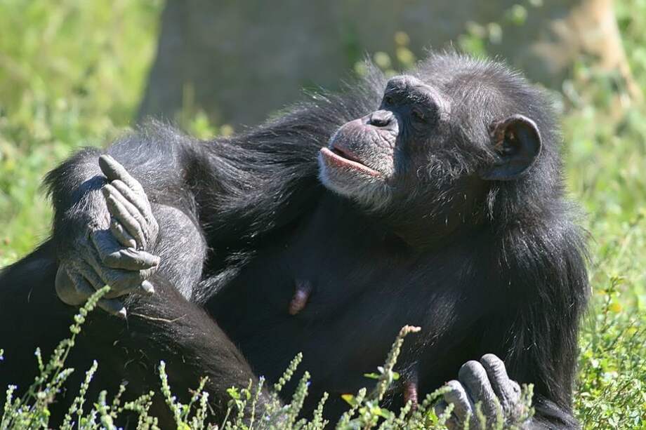 Chimpancé ("Pan troglodytes"). / Wikimedia – creative commons - David J. Stang