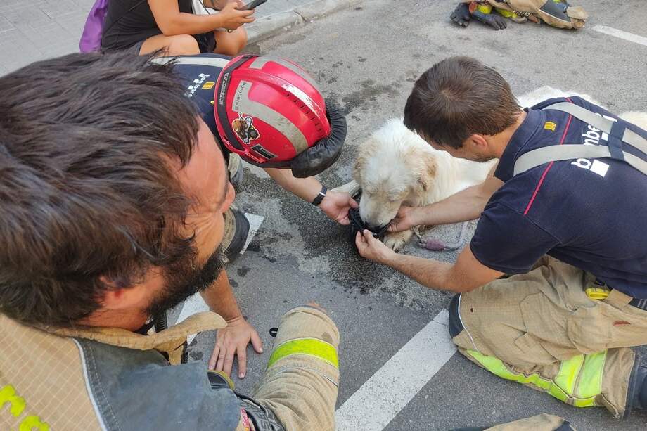 Este perrito llevaba 3 días encerrado en un balcón sin agua ni comida.