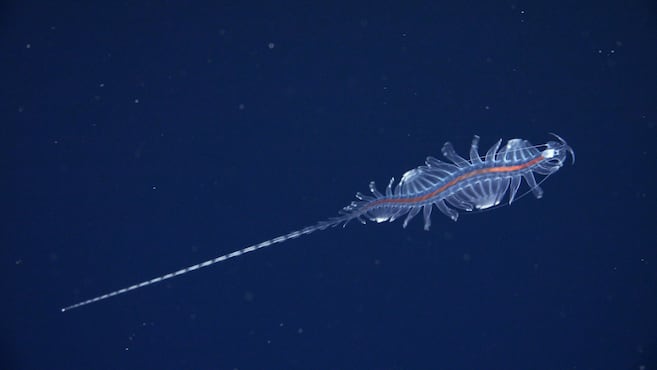 En fotos: científicos descubren 31 especies en el ecosistema menos explorado de la Tierra