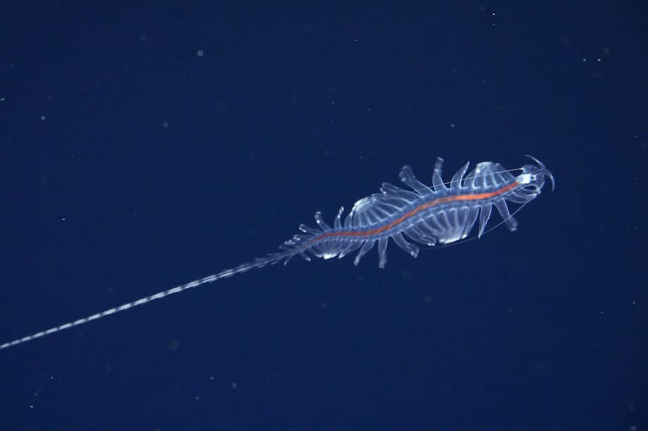 Esta es una nueva especie del género Tomopteris, comúnmente conocida como gusanos de telaraña. El equipo científico de la expedición probó una nueva tecnología que proporciona a los científicos métodos novedosos y no invasivos para estudiar estos extraordinarios animales.