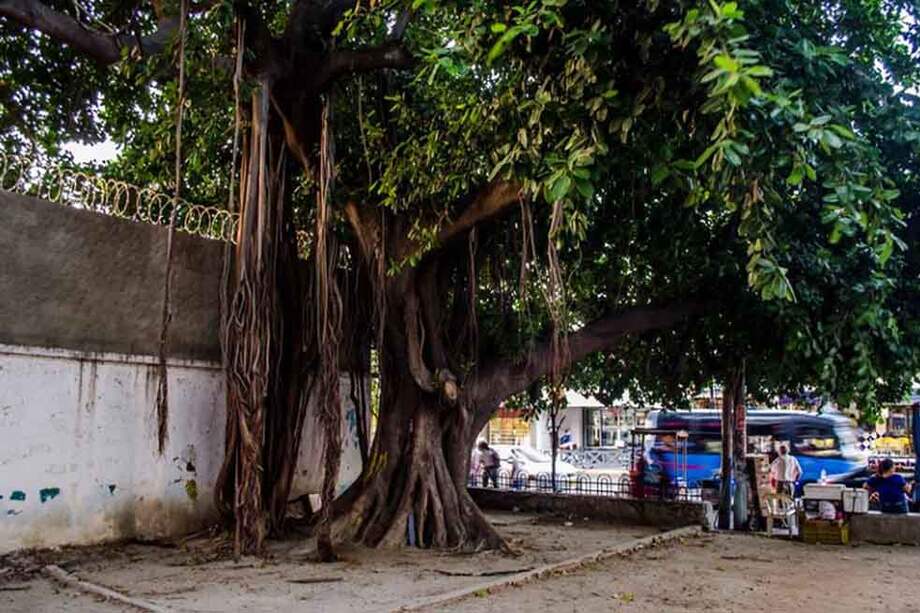 Árbol de caucho ubicado en el centro de Santa Marta. / Fotos tomadas de Facebook