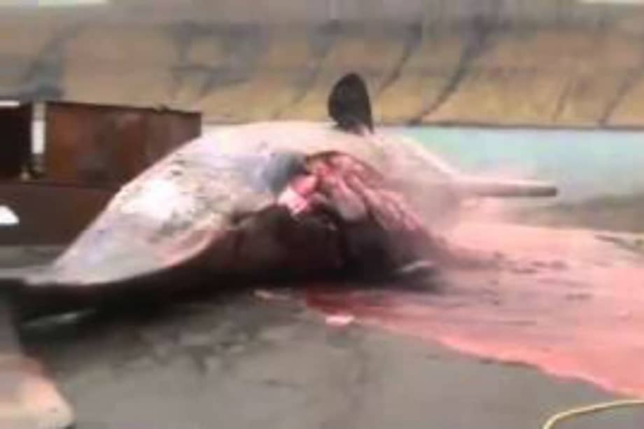 Una ballena explotó en las islas Feroe