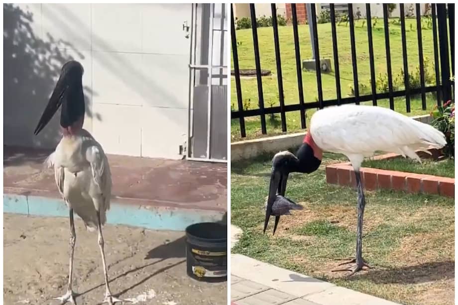 Las cigüeñas Jabirú pueden medir hasta 1,50 m y viven entre 30 y 40 años.