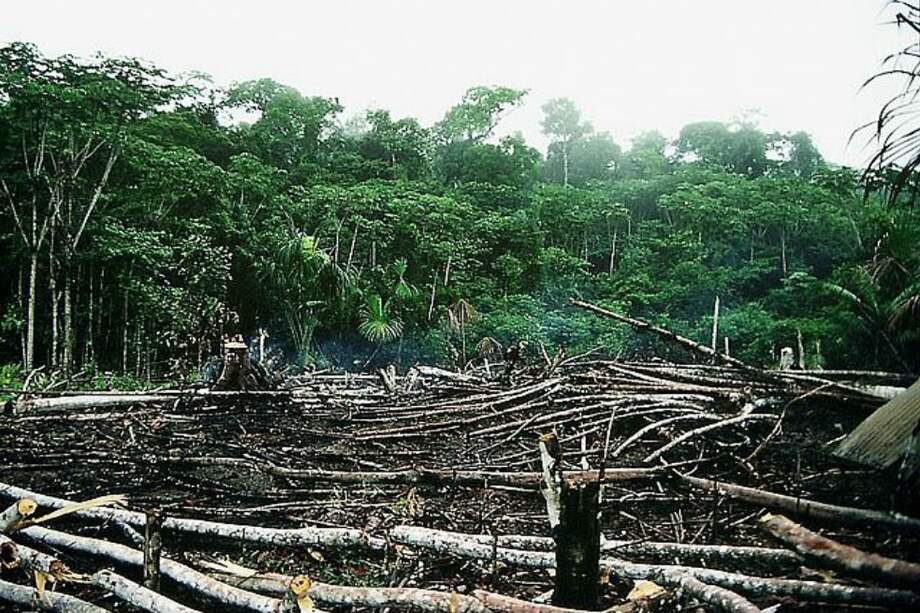 El cultivo de soya ha sido uno de los motores de deforestación en Brasil. / Wikimedia commons