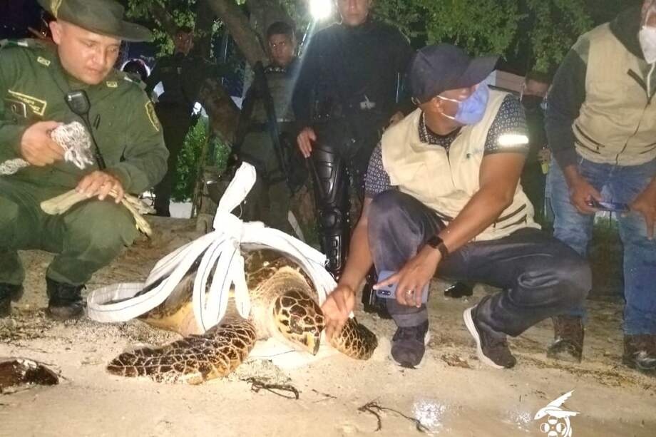 La tortuga carey es una de las ocho especies de tortugas marinas que existen en el mundo. Está en peligro de extinción.