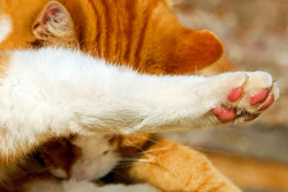 Foto de referencia. / Pixabay